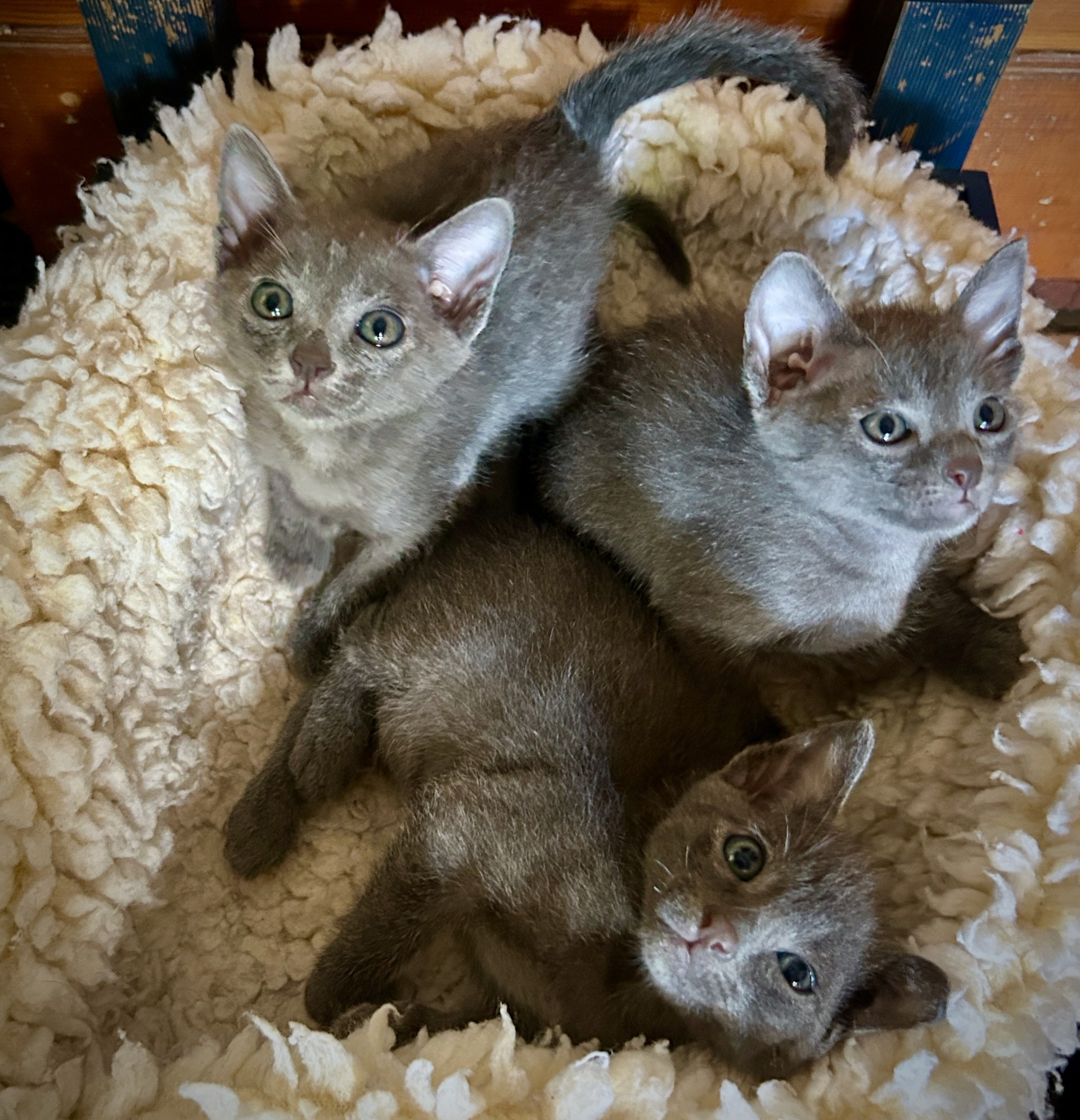 Popee's 1st litter at 5 weeks old